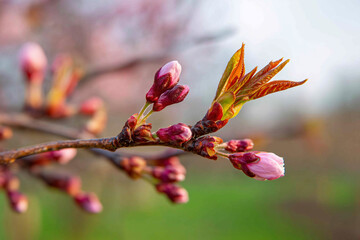 Blossoming cherry branch with little buds against spring season background on meadow.