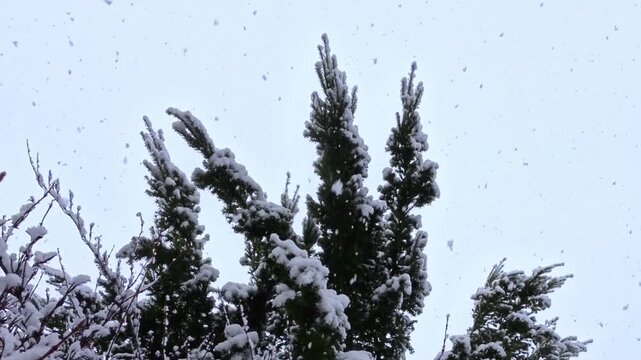 Tannenbaum im wilden Schneegest&ouml;ber mit dicken Schneeflocken, winterliche Stimmung, Natur, Jahreszeit, Niederschlag, Wetter, Meteorologie, Schneekristalle, kalt, Frost