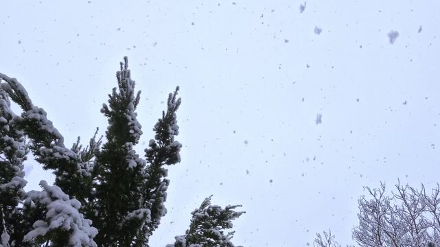 Tannenbaum im wilden Schneegest&ouml;ber mit dicken Schneeflocken, winterliche Stimmung, Natur, Jahreszeit, Niederschlag, Wetter, Meteorologie, Schneekristalle, kalt, Frost