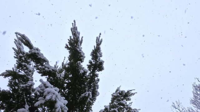 Fir tree in winter snow flurry with thick snowflakes, winter atmosphere, nature, season, precipitation, weather, meteorology, snow crystals, cold, frost