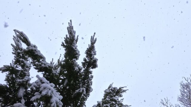 Tannenbaum im wilden Schneegest&ouml;ber mit dicken Schneeflocken, winterliche Stimmung, Natur, Jahreszeit, Niederschlag, Wetter, Meteorologie, Schneekristalle, kalt, Frost