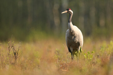 Fototapeta premium Żuraw (Grus grus), crane