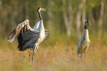 Fototapeta premium Żuraw (Grus grus), crane