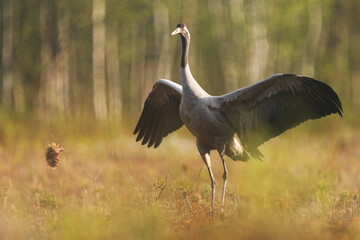 Fototapeta premium Żuraw (Grus grus), crane