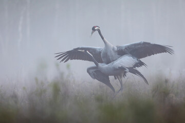 Fototapeta premium Żuraw (Grus grus), crane