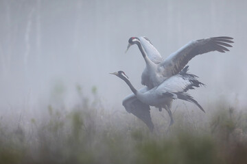 Fototapeta premium Żuraw (Grus grus), crane
