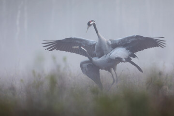 Fototapeta premium Żuraw (Grus grus), crane