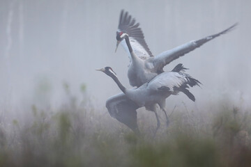 Fototapeta premium Żuraw (Grus grus), crane