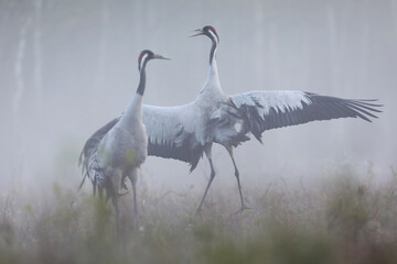 Fototapeta premium Żuraw (Grus grus), crane