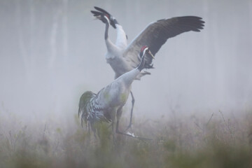 Fototapeta premium Żuraw (Grus grus), crane