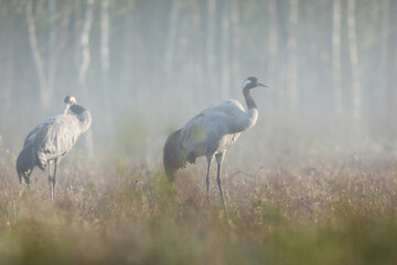 Fototapeta premium Żuraw (Grus grus), crane