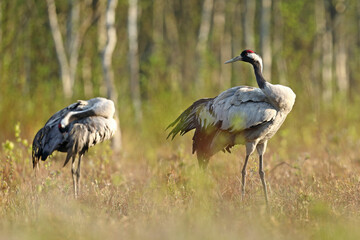 Fototapeta premium Żuraw (Grus grus), crane