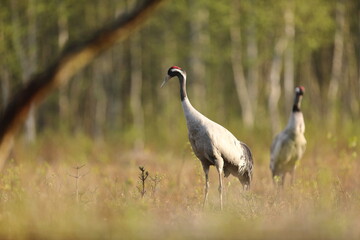 Fototapeta premium Żuraw (Grus grus), crane
