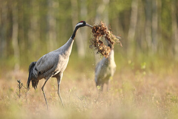 Fototapeta premium Żuraw (Grus grus), crane
