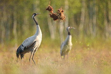 Fototapeta premium Żuraw (Grus grus), crane