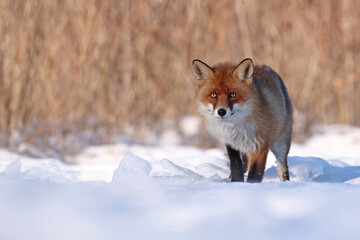 Lis rudy, fox, lis (Vulpes vulpes) © Bartosz Rakoczy