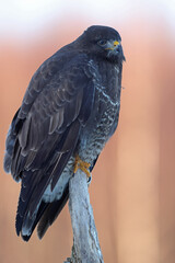 Myszołów (Buteo buteo), buzzard © Bartosz Rakoczy