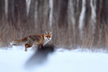 Lis rudy, fox, lis (Vulpes vulpes) © Bartosz Rakoczy