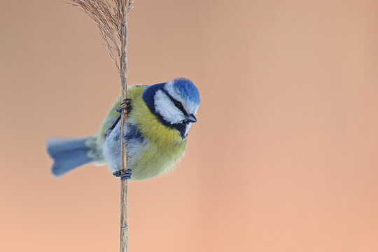 Sikora modra,  cyanistes caeruleus