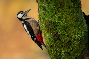 Obraz premium Great spotted woodpecker (Dendrocopos major) partially hidden on a tree trunk covered with ivy in a woodland environment.