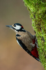 Obraz premium Great spotted woodpecker (Dendrocopos major) partially hidden on a tree trunk covered with ivy in a woodland environment.
