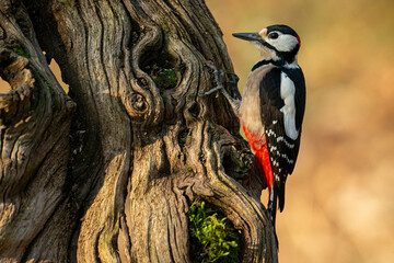 Great spotted woodpecker (Dendrocopos major) perched on an old, textured tree trunk in a natural forest habitat.