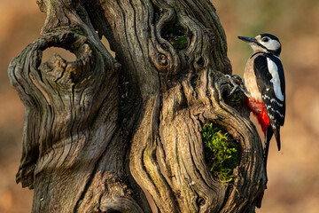 Great spotted woodpecker (Dendrocopos major) perched on an old, textured tree trunk in a natural forest habitat.