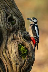 Great spotted woodpecker (Dendrocopos major) perched on an old, textured tree trunk in a natural forest habitat.