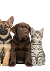Obraz premium A trio of six-week-old domestic pets—german shepherd puppy, lab puppy, and tabby kitten—displaying curiosity on a transparent high-key backdrop. concept of unlikely animal friendship and shared