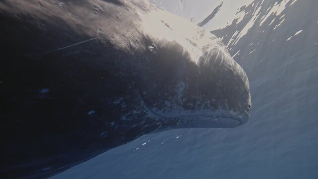 Sperm whale portrait in deep blue water, majestic giant of the ocean, calm and powerful, captured in a close-up side view with soft natural light.