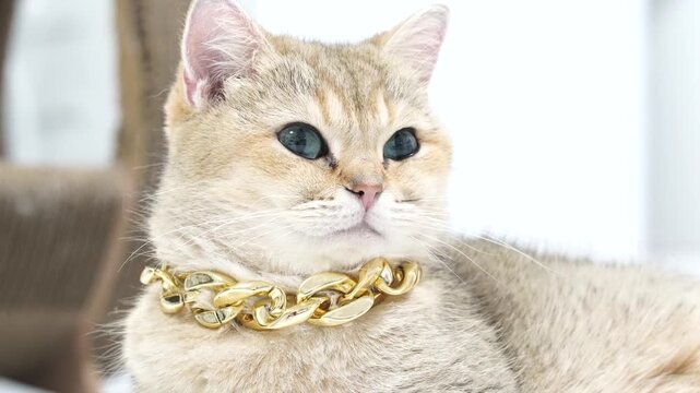 Adorable feline flaunts stylish gold necklace, showcasing luxury and charm, making it captivating pet for cat lovers who appreciate elegance and unique personality