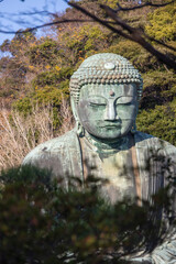 Great Buddha of Kamakura, Japan. The bronzed Great Buddha of Kamakura or Kamakura Daibutsu