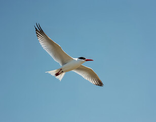 Fototapeta premium Caspian Tern bird flies in clear blue sky. White seabird with red beak and black cap glides with spread wings. Wildlife avian fauna in natural habitat.