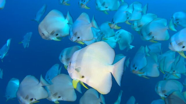 Wall of fish -  Flock herd of Bat fish or Long fin Spade Fish in The Coral Reef. Longfin batfish swimming underwater, close up. Seabed exploring, marine ecosystem, undersea nature, tropical fish