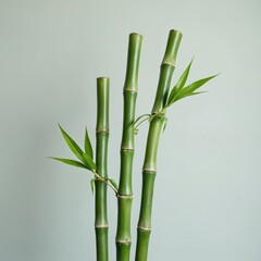 Fototapeta premium Four green bamboo stalks with leaves grow in clear space. Minimalist composition with natural elements. Serene plant stems with segments on pale backdrop.