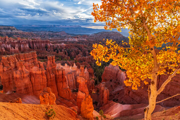 Sunset Point Aspen Tree Sunrise