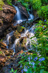Tyndall Creek Mountain bluebells