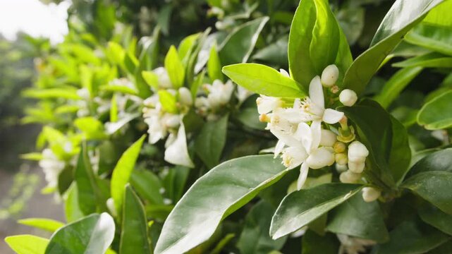 White orange blossoms flowers on a tree in Sicily
