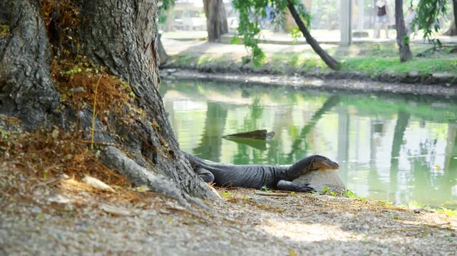 Wide shot shows Asian water monitor lizard (Varanus salvator) resting on rock at pond edge, sunbathing beside calm green water under tree shade.