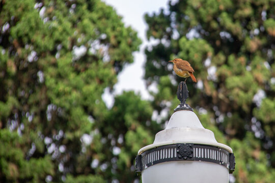 Rufous Hornero on Street Lamp. Record of a Rufous Hornero in alert posture on top of a grey metallic street lamp under a cloudy sky.