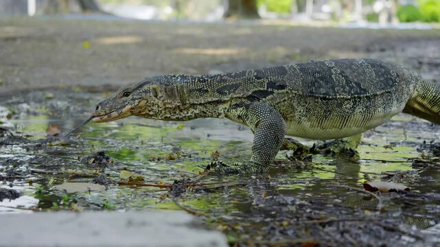 Wide side view shows Asian water monitor lizard crawling through shallow muddy puddle, body low, legs pushing forward, tongue extended.