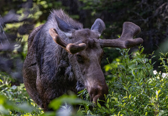 Moose in the forest of glacier national park 