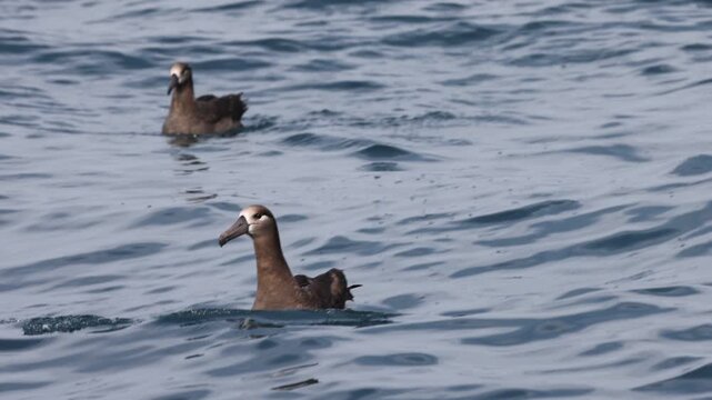 The black-footed albatross (Phoebastria nigripes) is a large seabird of the albatross family Diomedeidae from the North Pacific. This photo was taken in Japan.