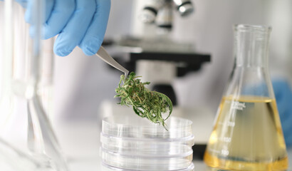 A scientist in blue gloves carefully retrieves cannabis samples from a petri dish, showcasing the delicate nature of the plant. Modern lab tools surround the bright workspace, emphasizing research.
