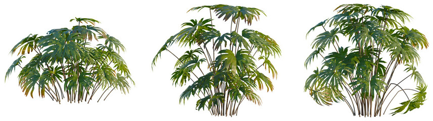 Obraz premium Dipteris conjugata tree, front view, cutout, transparent background, isolate, Elevation, Lush green bamboo grove, vibrant foliage, nature background, serenity, peaceful, tranquil, eco-friendly scene