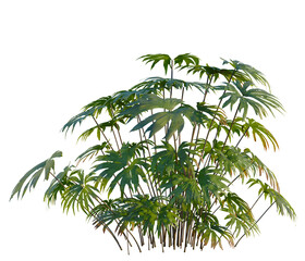 Dipteris conjugata tree, front view, cutout, transparent background, isolate, Elevation, Detailed close-up view of vibrant green fern leaves, perfect for botanical and nature themes. © DH Tree Stock