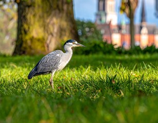 A tall, grey bird stands in lush, sunlit grass with a city backdrop visible in the distance. The bird has a long beak and thin legs