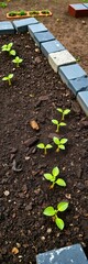 Angled view of a raised garden bed, young seedlings emerge from damp soil, gray stones arranged, rustic background,  new life,  soil