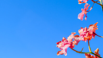 赤色の花のオンシジューム