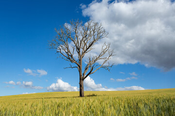 Obraz premium Dry tree in the green wheat field